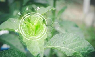 green leaf with icons on it photo