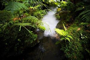 a stream of water flowing through a lush jungle photo