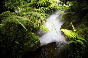 a stream of water flowing through a lush jungle photo