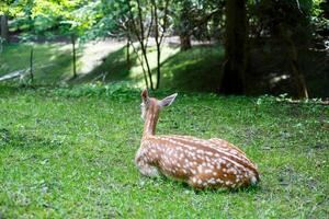 Beautiful young brown deer in the wild. Wild deer among green trees photo
