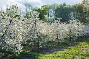 Garden with flowering trees. Plantation of flowering apple trees. Trees with white flowers photo