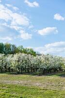 Garden with flowering trees. Plantation of flowering apple trees. Trees with white flowers photo