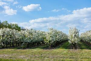 Garden with flowering trees. Plantation of flowering apple trees. Trees with white flowers photo