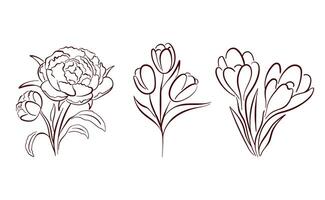 Spring flowers collection of peony, tulip and crocus in line art style. Floral design ideal for print, patterns and botanical project. Isolated on a white background. vector