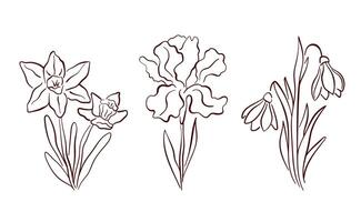 Spring flowers set of daffodil, iris and snowdrop in line art style. Perfect for elegant design stationery or botanical themed artwork. Isolated on a white background. vector