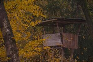 A small wooden structure in the woods photo