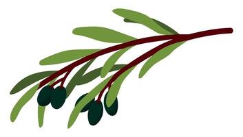Olive Branch with Leaves and Ripe Black Olives Isolated on White Background. Short sprigs with leaves. Minimalist Nature Illustration vector