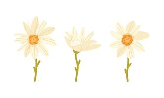 Collection of daisies in flat style on a white background vector