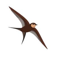 Flat illustration of a stylized common swift with brown body, sleek wings, and minimalistic design, plain white background vector