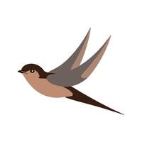 Flat illustration of a stylized common swift with brown body, sleek wings, and minimalistic design, plain white background vector