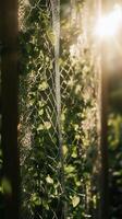 Pea shoots climbing a mesh support structure in the garden, photorealistic wallpaper photo