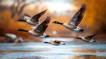 flock of geese flying gracefully over serene river, surrounded by autumn colors. scene captures beauty of nature and tranquility of wildlife photo