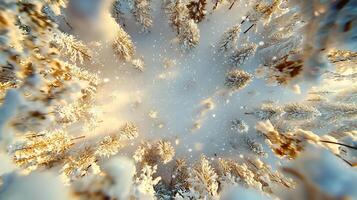 A view from above of snow covered trees photo