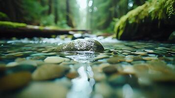 tranquil forest stream flows over smooth pebbles and moss covered rocks, creating serene atmosphere. lush greenery surrounding water enhances peaceful scene photo