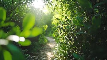 serene forest trail surrounded by lush greenery and sunlight filtering through leaves creates peaceful atmosphere for nature lovers photo