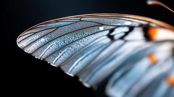A close up of a butterfly with a black background photo