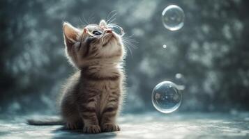 A kitten with glasses looking at bubbles photo
