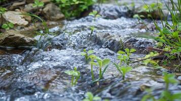 A stream of water flowing over rocks and grass photo