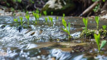 A stream of water is flowing over some plants photo
