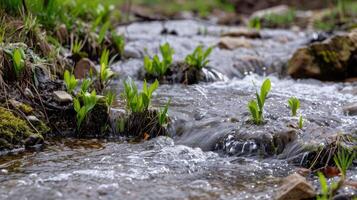 A stream of water flowing through a stream of rocks photo