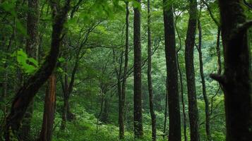 A forest with many trees and green vegetation photo
