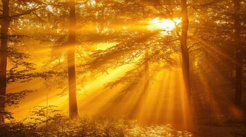 Sunlight shining through trees in a forest photo