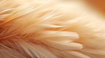 Soft feather texture in warm tones photo