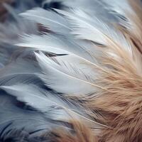 Soft and delicate feathers in shades of gray and beige photo