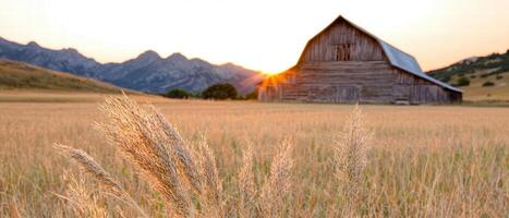 Scenic sunset over a rustic barn in a golden wheat field photo