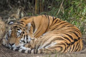 A tiger sleeping in the grass photo