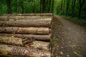 A path through a forest with logs stacked on either side photo