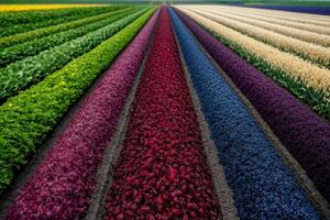 Colorful flower fields in bloom photo