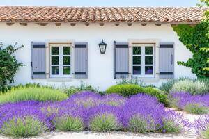Rustic cottage surrounded by lavender flowers and greenery creates a tranquil atmosphere in a serene garden setting photo