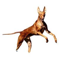 Dog running straight on camera isolated on white background at full speed on competition photo