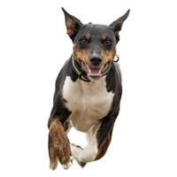 Dog running straight on camera isolated on white background at full speed on competition photo