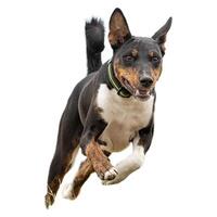 Dog running straight on camera isolated on white background at full speed on competition photo