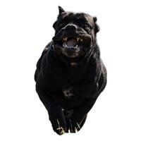 Dog running straight on camera isolated on white background at full speed on competition photo