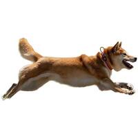 Dog running straight on camera isolated on white background at full speed on competition photo