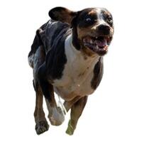 Dog running straight on camera isolated on white background at full speed on competition photo
