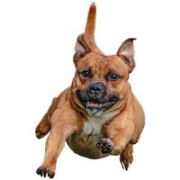 Dog running straight on camera isolated on white background at full speed on competition photo