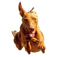Dog running straight on camera isolated on white background at full speed on competition photo