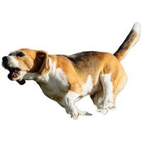 Dog running straight on camera isolated on white background at full speed on competition photo