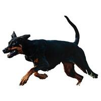 Dog running straight on camera isolated on white background at full speed on competition photo