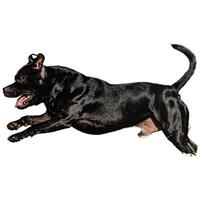 Dog running straight on camera isolated on white background at full speed on competition photo