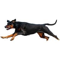 Dog running straight on camera isolated on white background at full speed on competition photo