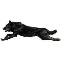 Dog running straight on camera isolated on white background at full speed on competition photo