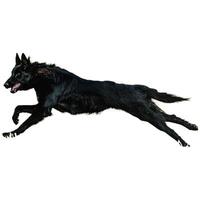 Dog running straight on camera isolated on white background at full speed on competition photo