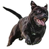 Dog running straight on camera isolated on white background at full speed on competition photo