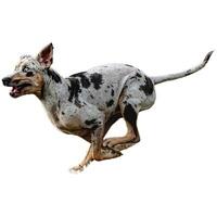 Dog running straight on camera isolated on white background at full speed on competition photo