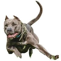 Dog running straight on camera isolated on white background at full speed on competition photo